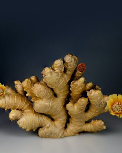 ginger on gray surface